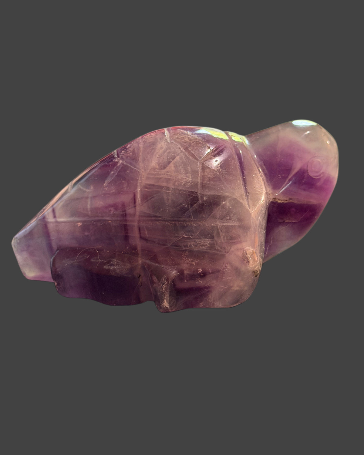 Fluorite Turtle